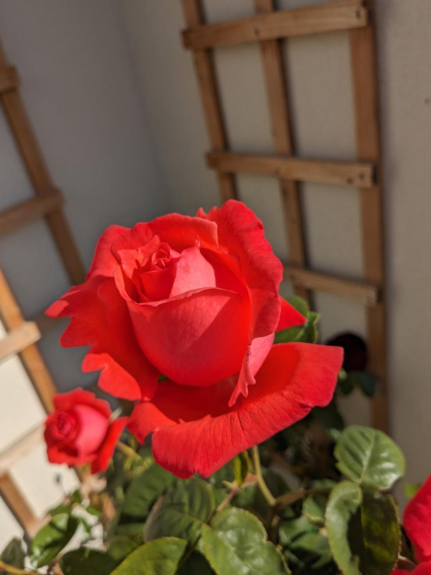 Rosegarth Bed And Breakfast Marton  Luaran gambar